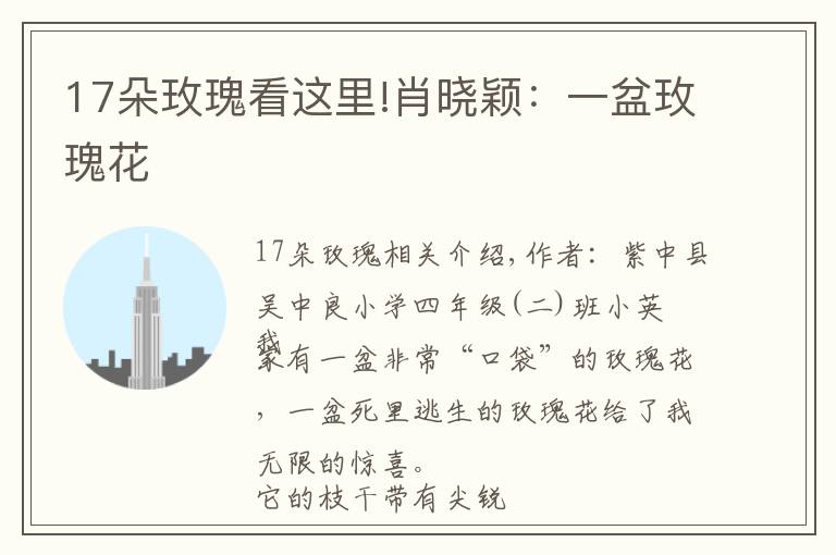 17朵玫瑰看这里!肖晓颖：一盆玫瑰花