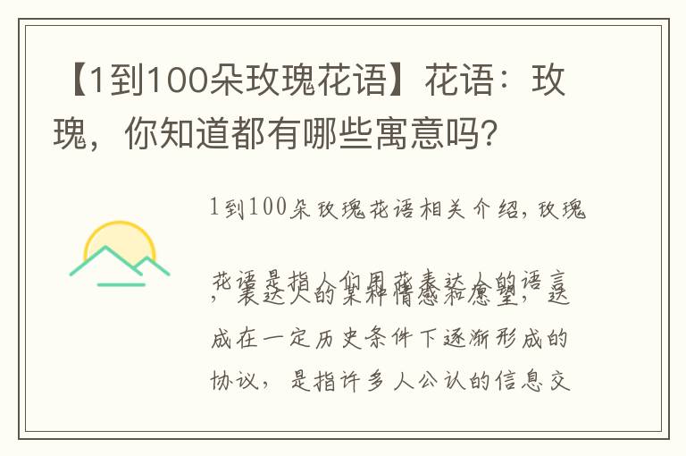 【1到100朵玫瑰花语】花语：玫瑰，你知道都有哪些寓意吗？