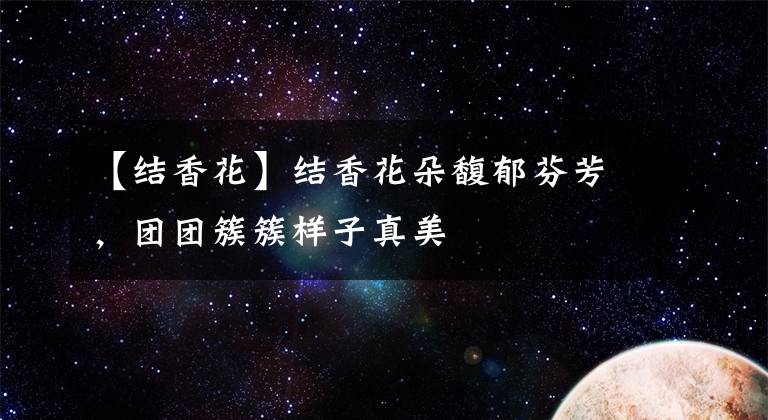 【结香花】结香花朵馥郁芬芳，团团簇簇样子真美