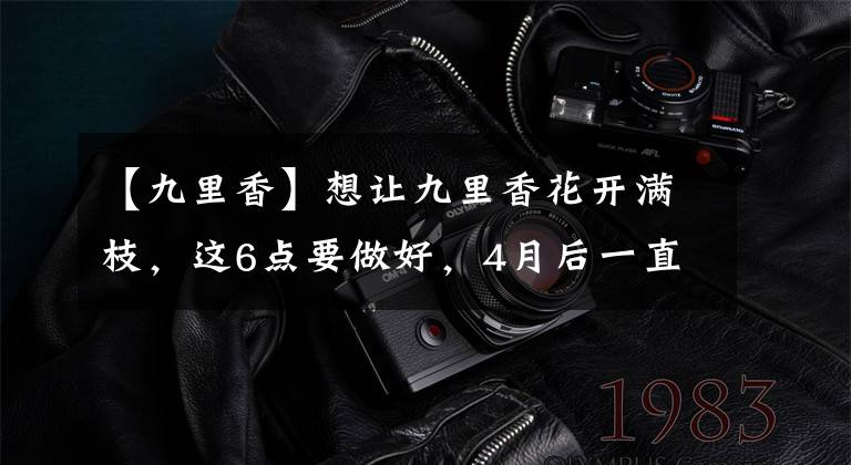 【九里香】想让九里香花开满枝，这6点要做好，4月后一直开花