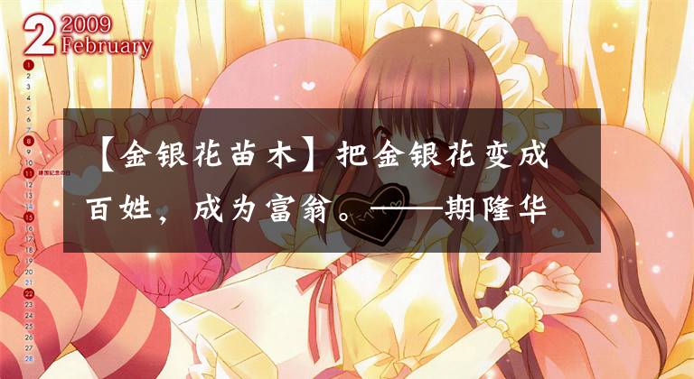 【金银花苗木】把金银花变成百姓，成为富翁。——期隆华移民金银花种植专业合作公司理事长黄秀华。