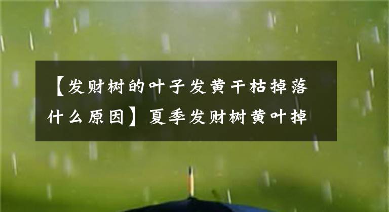 【发财树的叶子发黄干枯掉落什么原因】夏季发财树黄叶掉叶，可能是这几个原因导致的烂根，恢复有技巧