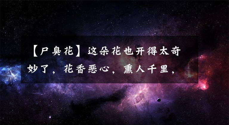 【尸臭花】这朵花也开得太奇妙了，花香恶心，熏人千里，本来就是为了这件事
