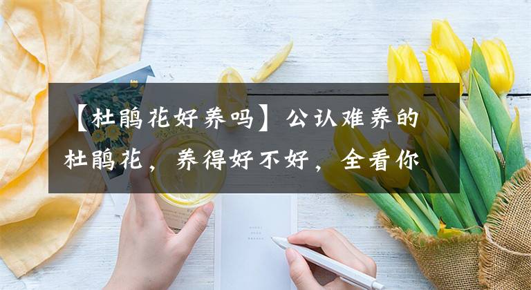 【杜鹃花好养吗】公认难养的杜鹃花，养得好不好，全看你会不会浇水