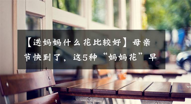 【送妈妈什么花比较好】母亲节快到了，这5种“妈妈花”早些准备，送盆栽花卉更有意义