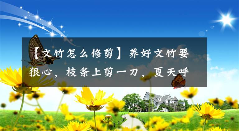 【文竹怎么修剪】养好文竹要狠心，枝条上剪一刀，夏天呼呼冒笋芽