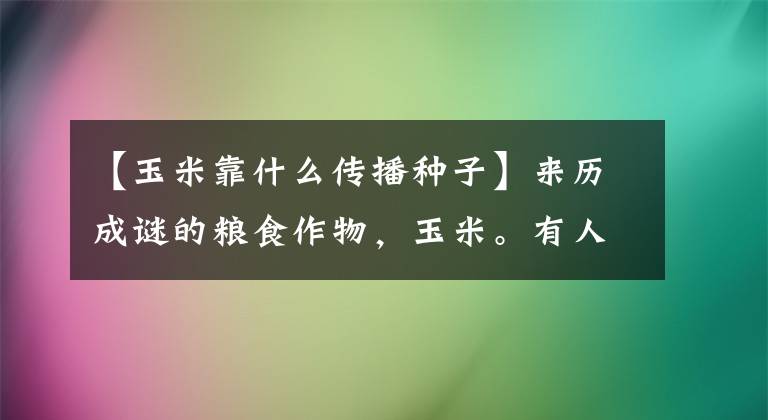 【玉米靠什么传播种子】来历成谜的粮食作物，玉米。有人是人工培育的产物