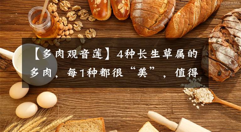 【多肉观音莲】4种长生草属的多肉，每1种都很“美”，值得你拥有