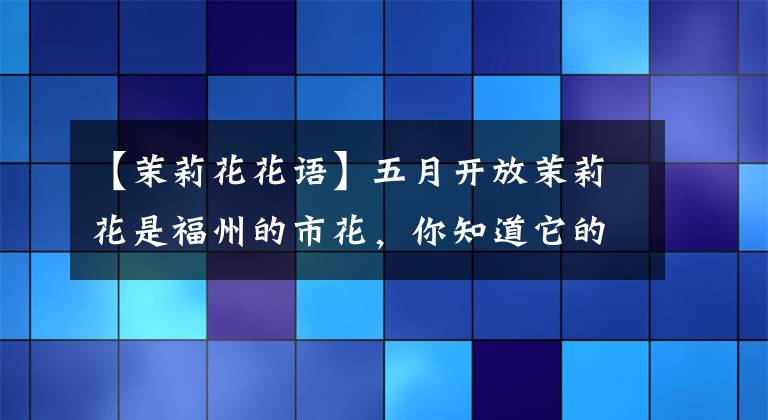 【茉莉花花语】五月开放茉莉花是福州的市花，你知道它的花语吗？