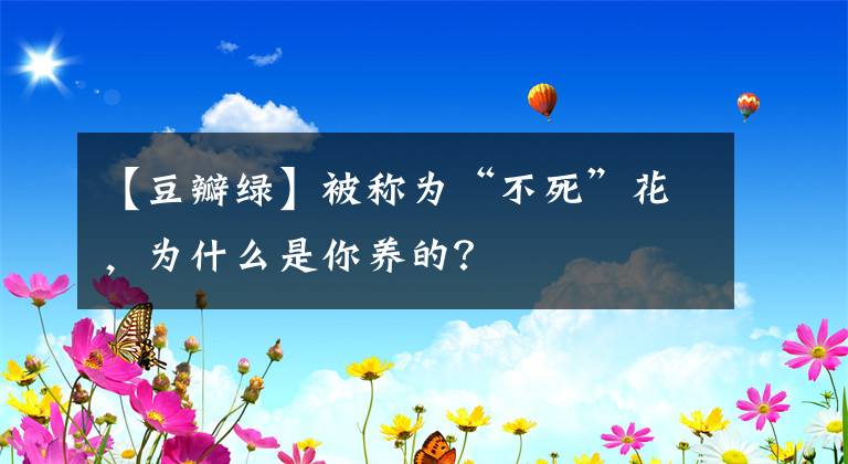 【豆瓣绿】被称为“不死”花，为什么是你养的？