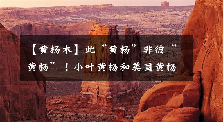 【黄杨木】此“黄杨”非彼“黄杨”！小叶黄杨和美国黄杨区别在哪？