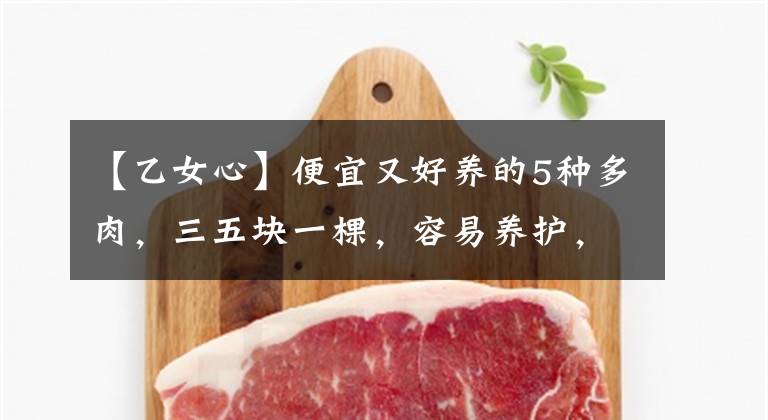 【乙女心】便宜又好养的5种多肉，三五块一棵，容易养护，人人都可入手​