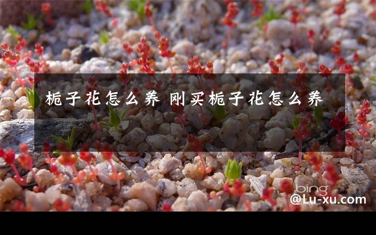 栀子花怎么养 刚买栀子花怎么养