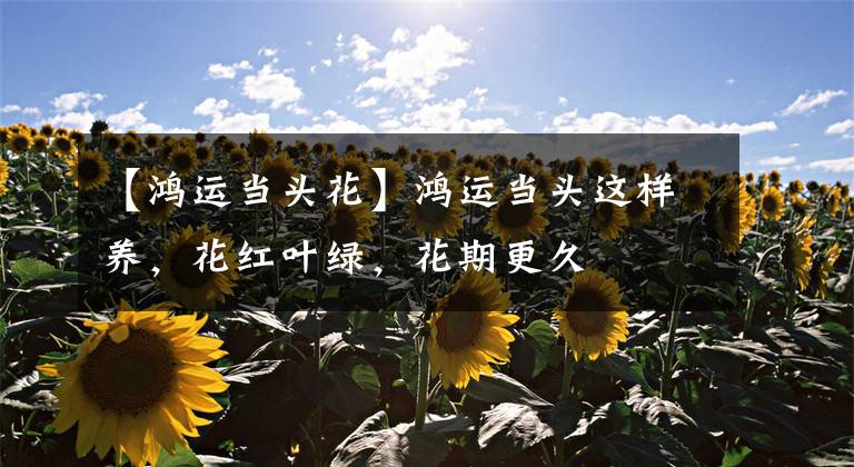 【鸿运当头花】鸿运当头这样养，花红叶绿，花期更久