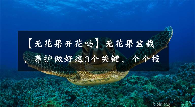 【无花果开花吗】无花果盆栽，养护做好这3个关键，个个枝头开花结果，又大又甜