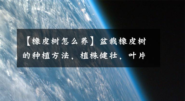 【橡皮树怎么养】盆栽橡皮树的种植方法，植株健壮，叶片又大又油绿漂亮