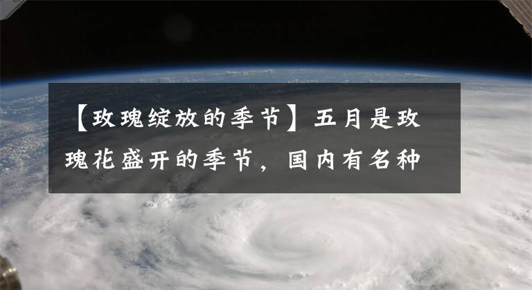 【玫瑰绽放的季节】五月是玫瑰花盛开的季节，国内有名种植玫瑰的地方