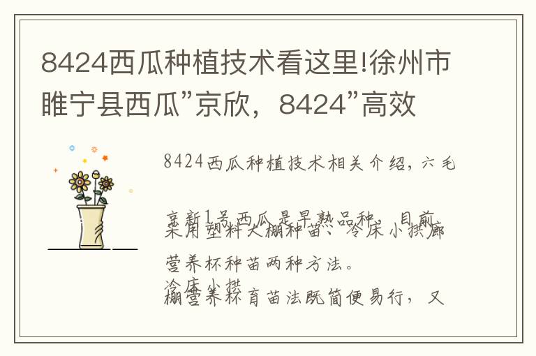 8424西瓜种植技术看这里!徐州市睢宁县西瓜”京欣，8424”高效栽培技术