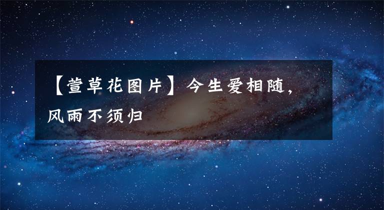 【萱草花图片】今生爱相随，风雨不须归