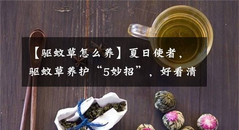 【驱蚊草怎么养】夏日使者，驱蚊草养护“5妙招”，好看清香还驱蚊，养一盆用8年