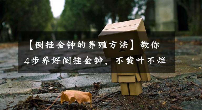 【倒挂金钟的养殖方法】教你4步养好倒挂金钟，不黄叶不烂根，轻松度夏，挂满“红灯笼”