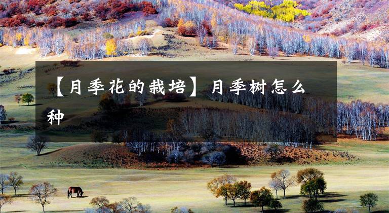 【月季花的栽培】月季树怎么种