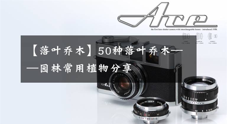 【落叶乔木】50种落叶乔木——园林常用植物分享