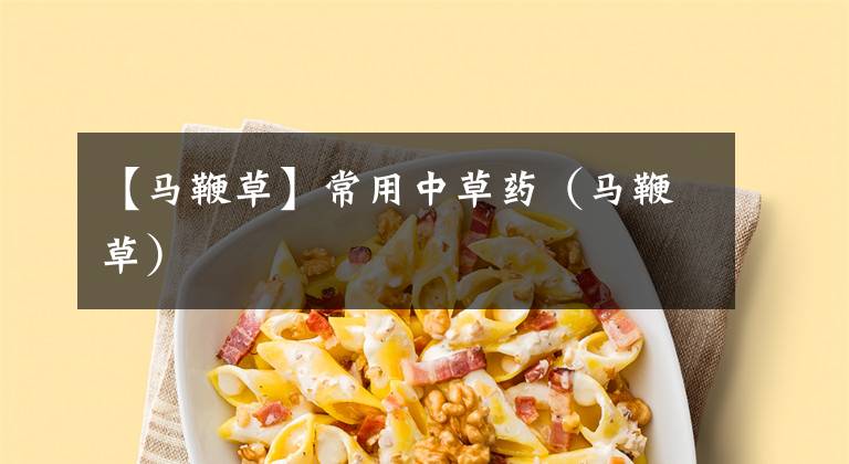 【马鞭草】常用中草药（马鞭草）