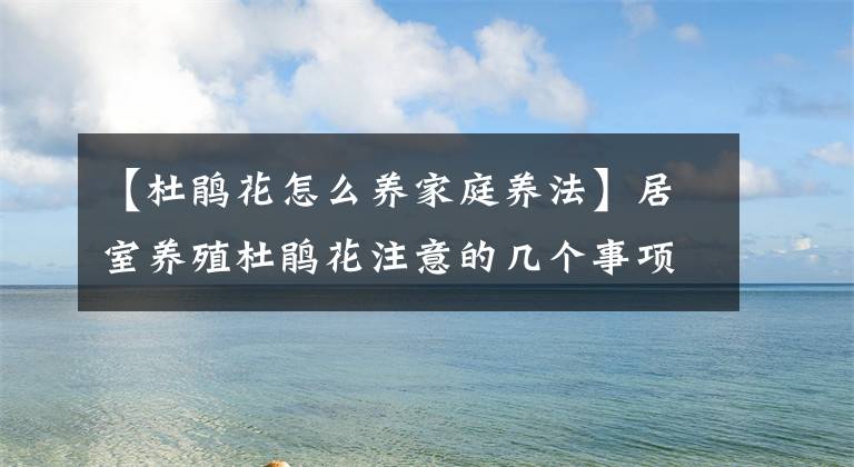 【杜鹃花怎么养家庭养法】居室养殖杜鹃花注意的几个事项，牢记它们，才能长势茁壮开花旺盛