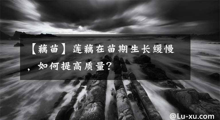 【藕苗】莲藕在苗期生长缓慢，如何提高质量？