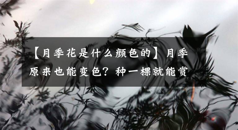 【月季花是什么颜色的】月季原来也能变色？种一棵就能赏彩虹色，越看越稀罕