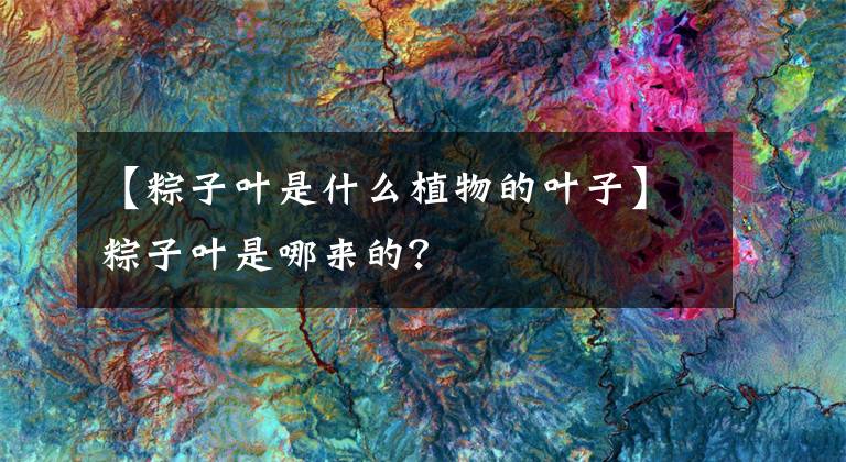 【粽子叶是什么植物的叶子】粽子叶是哪来的？