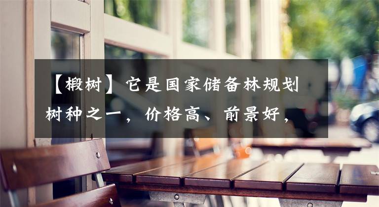 【椴树】它是国家储备林规划树种之一，价格高、前景好，苗木人要抓住机遇