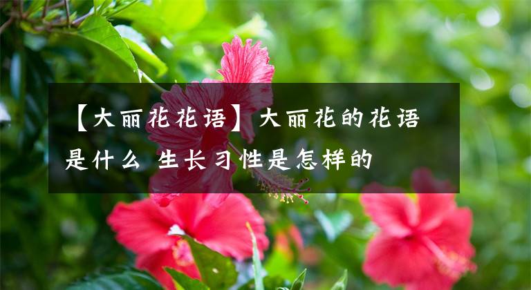 【大丽花花语】大丽花的花语是什么 生长习性是怎样的