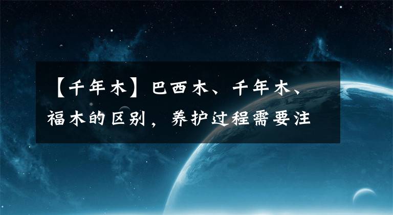 【千年木】巴西木、千年木、福木的区别，养护过程需要注意什么？
