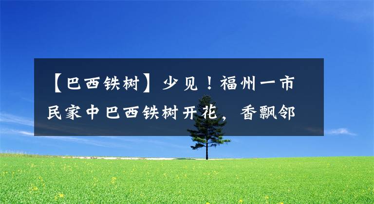 【巴西铁树】少见！福州一市民家中巴西铁树开花，香飘邻里