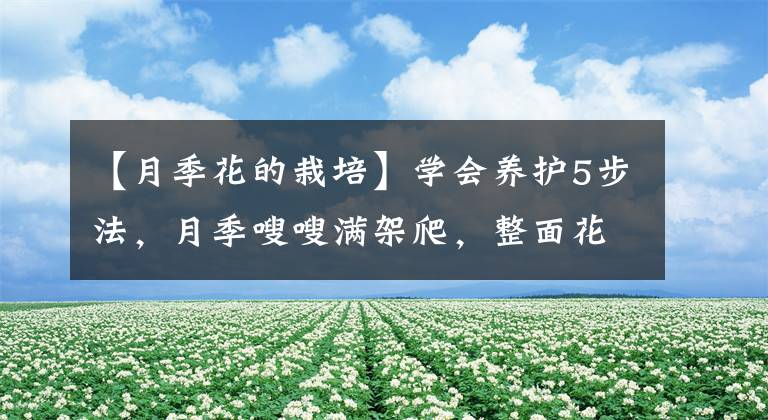 【月季花的栽培】学会养护5步法，月季嗖嗖满架爬，整面花墙太好看