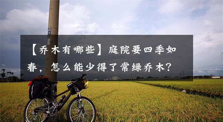 【乔木有哪些】庭院要四季如春，怎么能少得了常绿乔木？常见的16种你都知道吗？