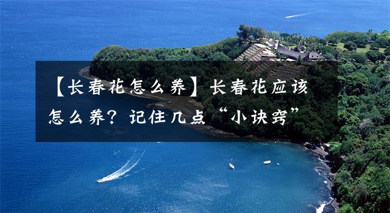 【长春花怎么养】长春花应该怎么养？记住几点“小诀窍”，天天有花看，四季不间断