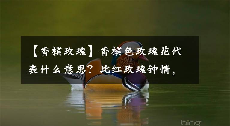 【香槟玫瑰】香槟色玫瑰花代表什么意思？比红玫瑰钟情，比白玫瑰优雅，知道吗