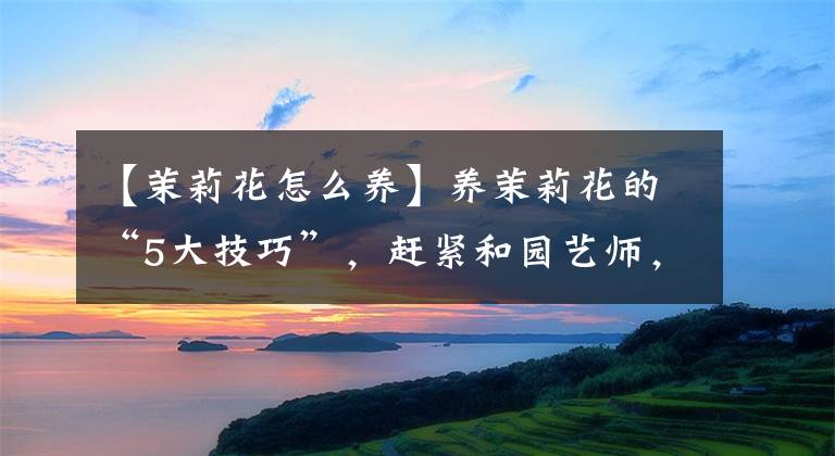【茉莉花怎么养】养茉莉花的“5大技巧”，赶紧和园艺师，一起学起来，等着开爆盆