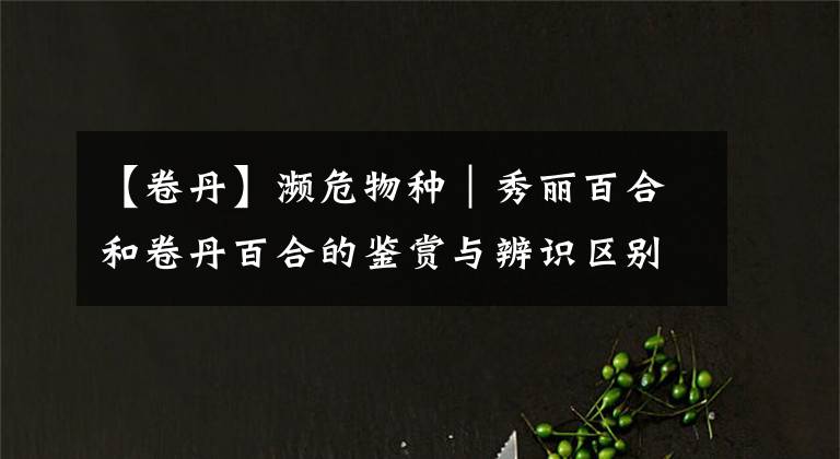 【卷丹】濒危物种｜秀丽百合和卷丹百合的鉴赏与辨识区别