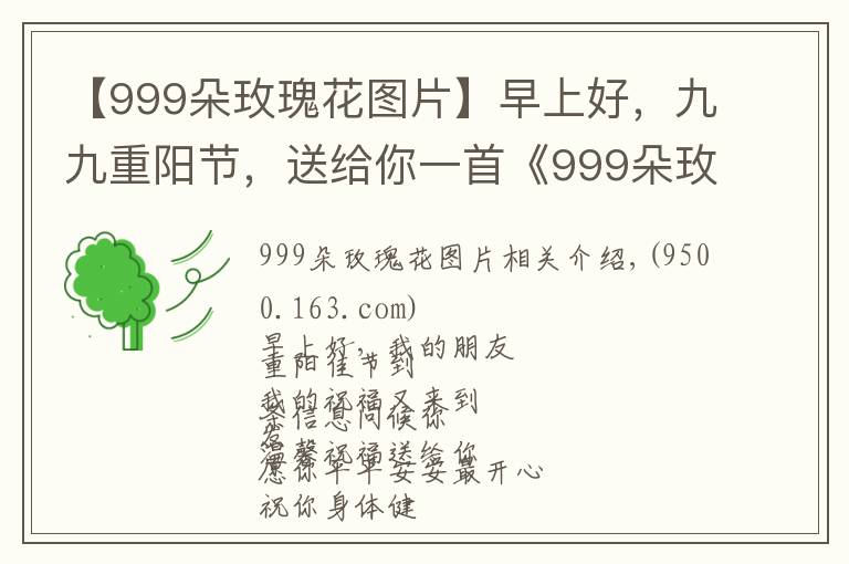 【999朵玫瑰花图片】早上好，九九重阳节，送给你一首《999朵玫瑰花》，愿您幸福长久