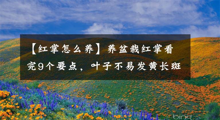 【红掌怎么养】养盆栽红掌看完9个要点，叶子不易发黄长斑，想持续开花不是难事