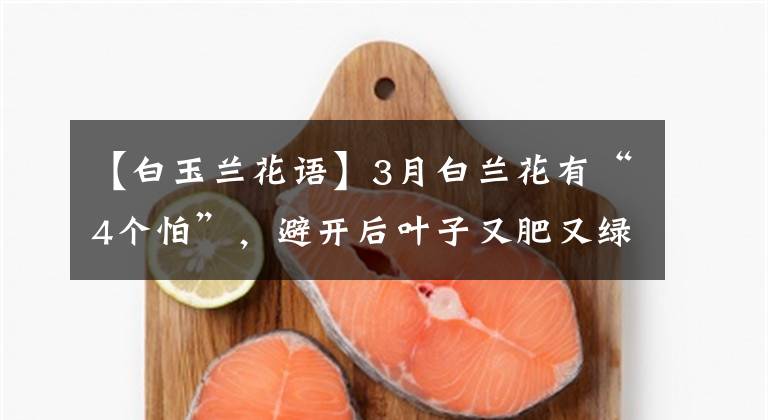 【白玉兰花语】3月白兰花有“4个怕”，避开后叶子又肥又绿，早早开出“漂亮花”