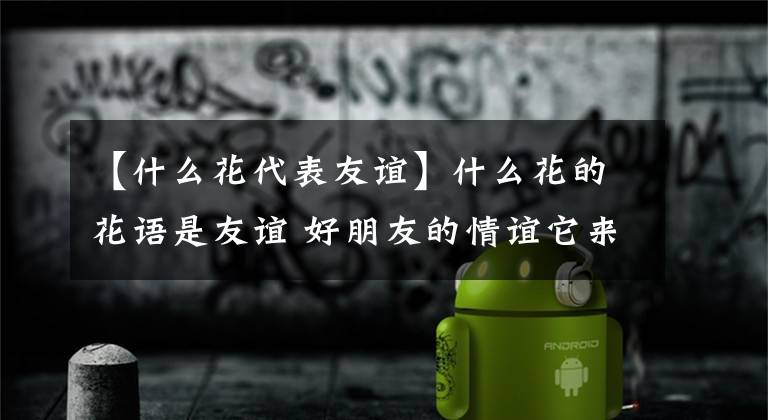 【什么花代表友谊】什么花的花语是友谊 好朋友的情谊它来见证