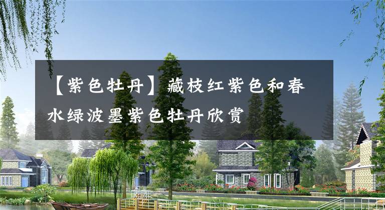 【紫色牡丹】藏枝红紫色和春水绿波墨紫色牡丹欣赏