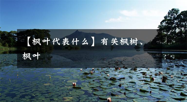 【枫叶代表什么】有关枫树、枫叶