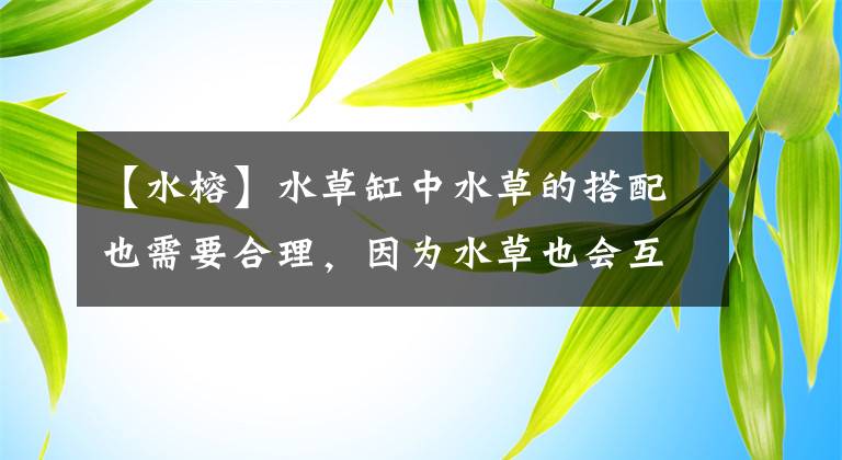 【水榕】水草缸中水草的搭配也需要合理，因为水草也会互相压制出问题