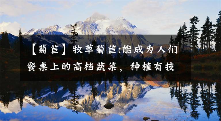 【菊苣】牧草菊苣:能成为人们餐桌上的高档蔬菜，种植有技巧！